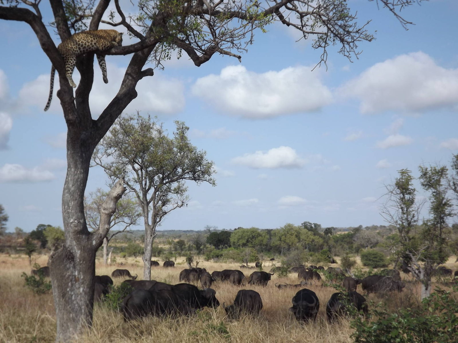 Londolozi Safari