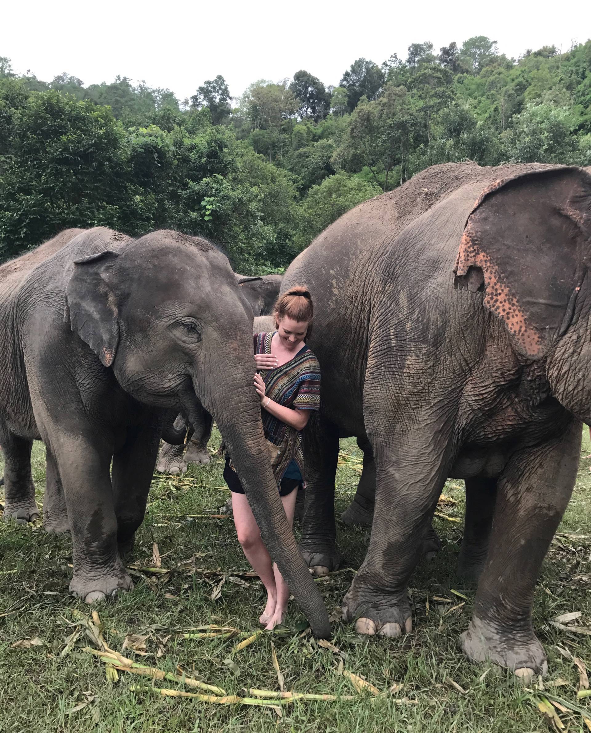 Elephant List Porn